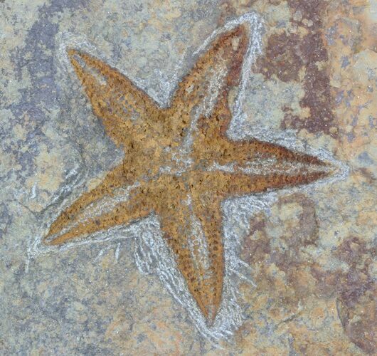 Ordovician Starfish (Petraster?) - Blekus, Morocco #56821
